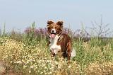 BORDER COLLIE 410